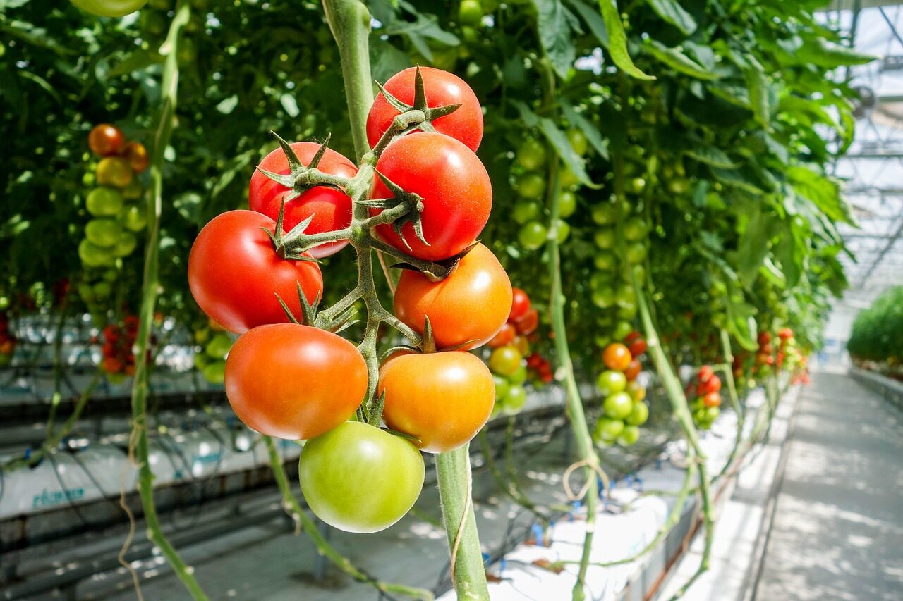 tomato, greenhouse, greenhouse, greenhouse, greenhouse, greenhouse, greenhouse